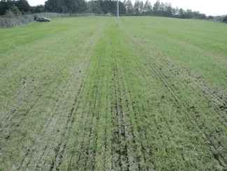 Semoir semis direct Moore 3m - 24 rangs - Rouleau Guttler - 5